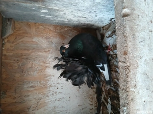 porumbei de ornament - imagine 2