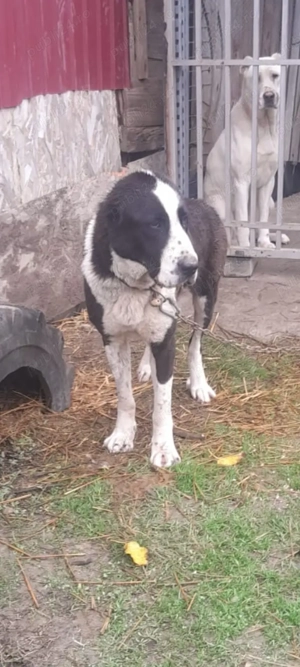 Femela asia centrala!!!