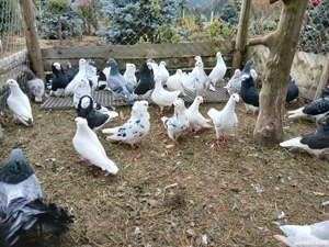 porumbei de ornament - imagine 5