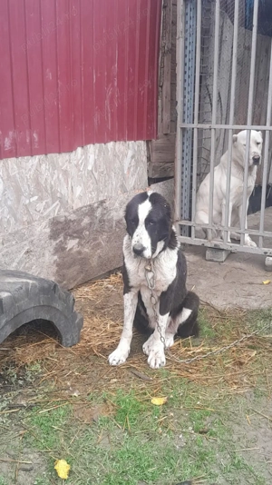 Femela asia centrala!!!