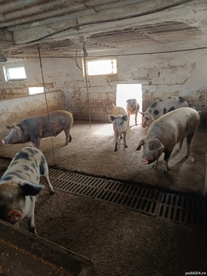 Vand porci 15 lei kg!!!