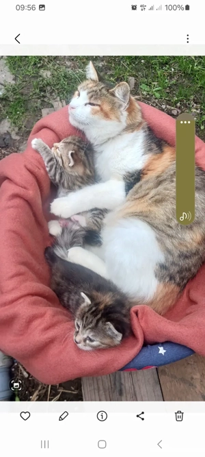 Donez pisică cu doi pisoi 