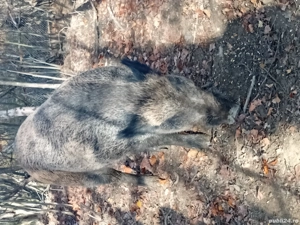 pentru cei interesati vier 200 kg peste  - imagine 2