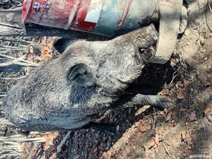 pentru cei interesati vier 200 kg peste  - imagine 3