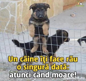 Ciobanescul german,inteligent, iubăreț și loaial întregii familiei  - imagine 4