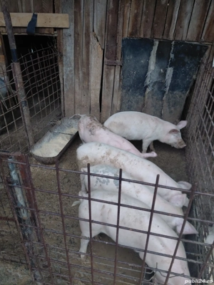 porci de vanzare