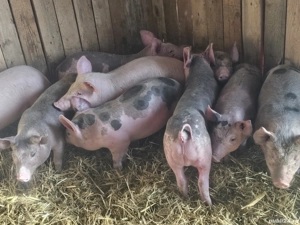 vând 9 soldani rasa de calitate de carne 30-35 kg 6 mascul 3 femele  - imagine 2