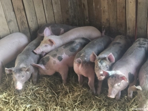 vând 9 soldani rasa de calitate de carne 30-35 kg 6 mascul 3 femele 