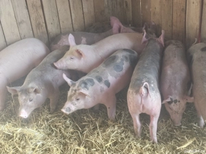 vând 9 soldani rasa de calitate de carne 30-35 kg 6 mascul 3 femele  - imagine 3