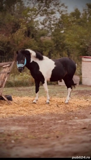 Vând schimb Armasar combinatie de fjord si welsh pony