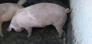 Vand porc gras rasa landras, aproximativ 135 kg, pret 15 lei   kg din Santana, jud .Arad 