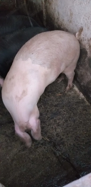 Vand porc gras rasa landras, aproximativ 135 kg, pret 14 lei   kg din Santana, jud .Arad  - imagine 2