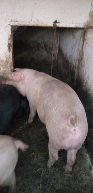 Vand porc gras rasa landras, aproximativ 135 kg, pret 14 lei   kg din Santana, jud .Arad  - imagine 3