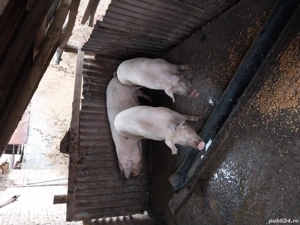 porci de vanzari