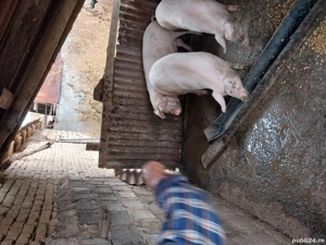 porci de vanzari - imagine 2