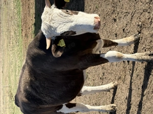 Vând o vitea de 1 an și 3 luni