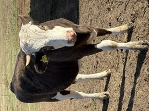 Vând o vitea de 1 an și 3 luni - imagine 2