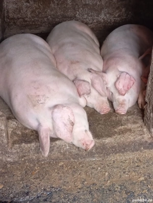 Vând porci de carne 