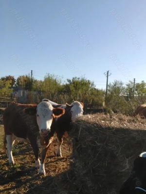 Vand 3 juninci gestante - imagine 2