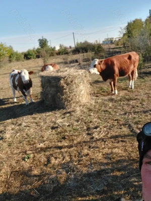 Vand 3 juninci gestante