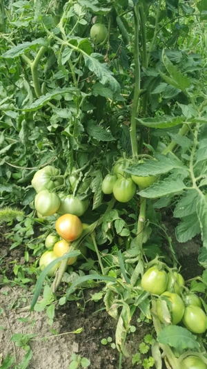 Se vinde teren intravilant