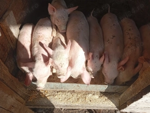 Vând purcei 500 bucata  - imagine 2