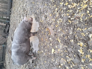 Vand porc de 200 de kg detalii în privat 