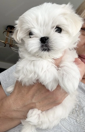 Bichon maltez fetiță și baiat