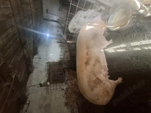 Vând porc  - imagine 2