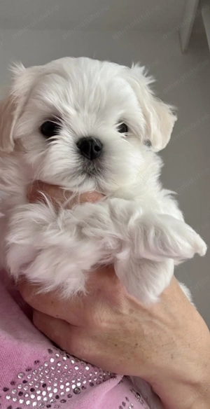 Bichon maltez fetiță și baiat - imagine 3