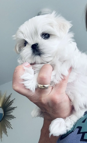 Bichon maltez fetiță și baiat - imagine 2