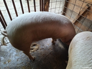 De vânzare  - imagine 2