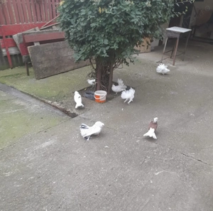 Porumbei rotati - imagine 2