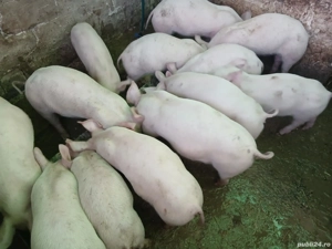 Vând purcei - imagine 2