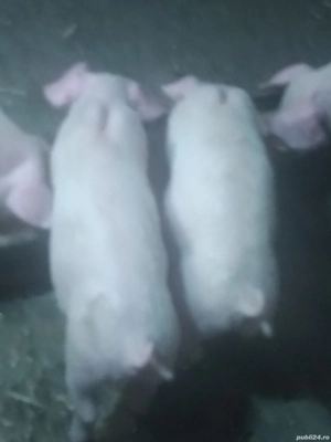 Vând purcei - imagine 2