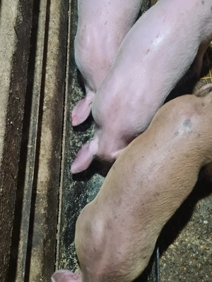 Vând purcei, vârsta 2 luni jumatate