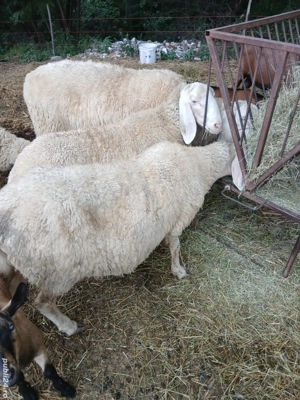 Vand oi rasa Bergamasc  - imagine 2