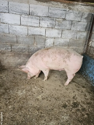 porc de casa