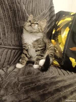 Norvegiana de Padure 