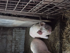 doi porci  - imagine 2