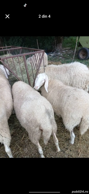 Vand oi rasa Bergamasc  - imagine 4