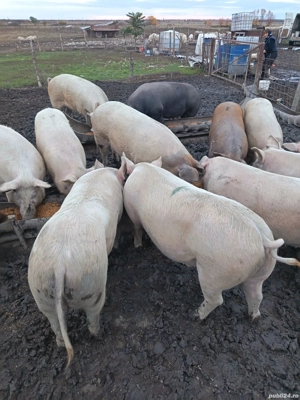 Porci crescuti natural