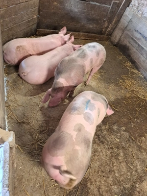 Porci rasă de carne 