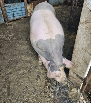 porc de casa - imagine 2