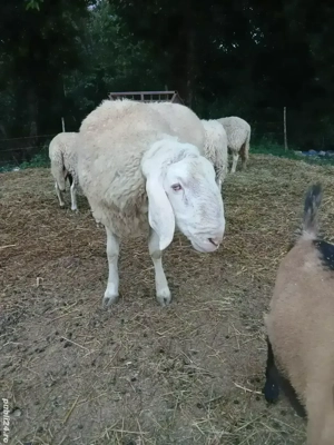 Vand oi rasa Bergamasc 