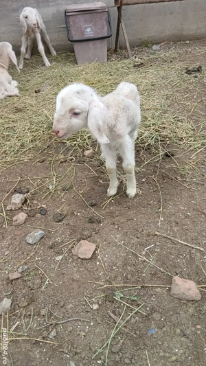 Vand oi rasa Bergamasc  - imagine 3