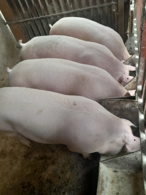 Porci de carne 160-175kg