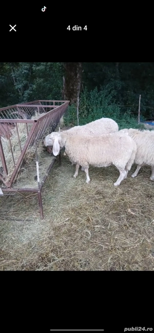 Vand oi rasa Bergamasc  - imagine 5