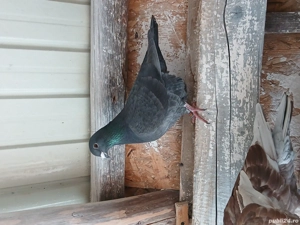 porumbei voiajori - imagine 2