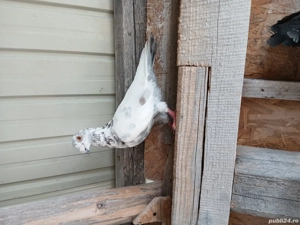 porumbei voiajori - imagine 3